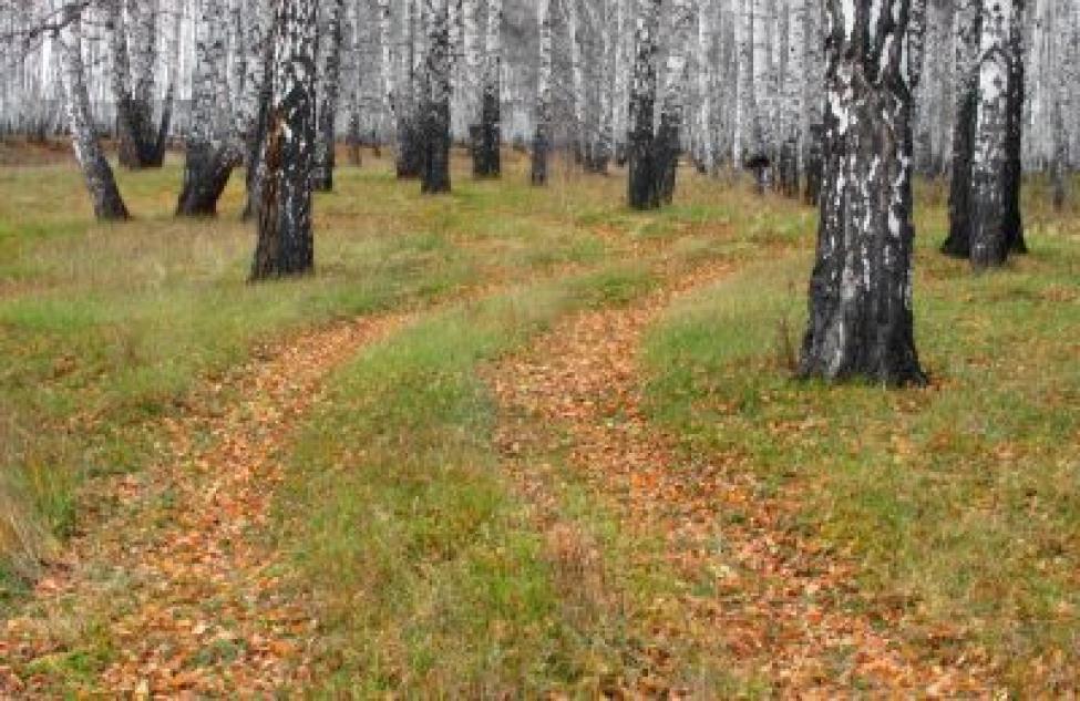 Семь районов Новосибирской области не имеют документов лесоустройства