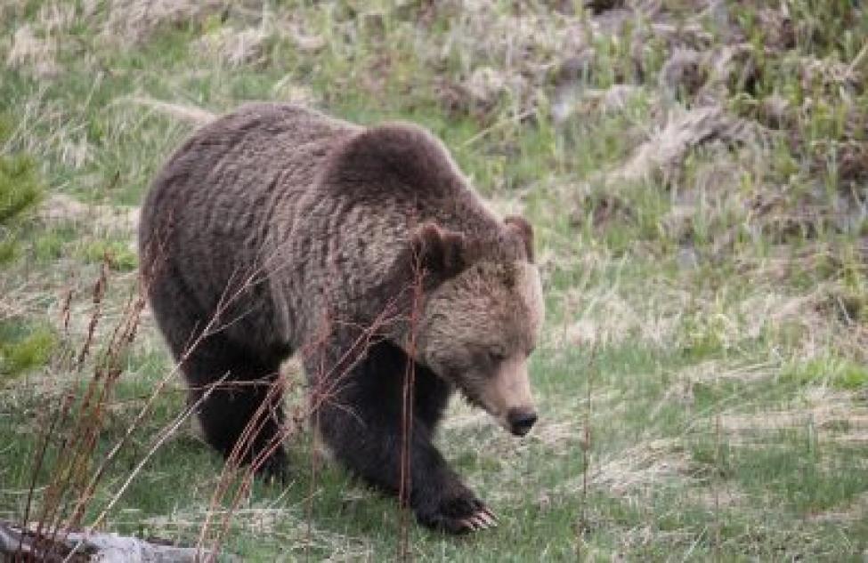 Хищники проснулись: медведь попал на видео в Усманке