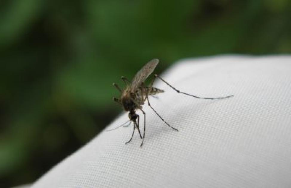 В каких районах больше комаров в Новосибирской области