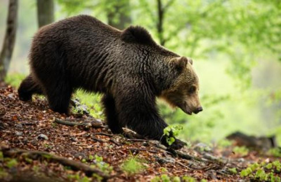 Опасного хищника ищут в лесах Венгеровского района