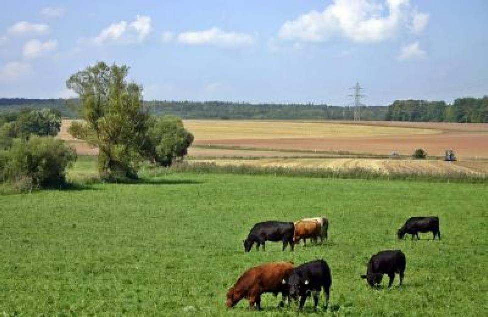 Фермера из Кыштовки обязали вернуть в бюджет региона 4 миллиона