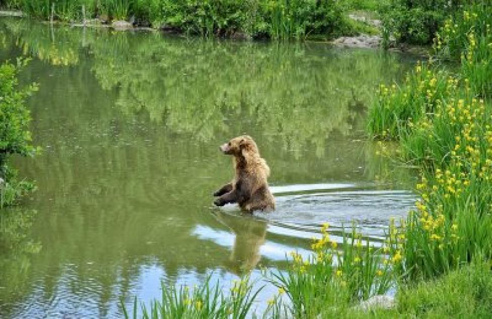 Объявлена квота на добычу медведя в Кыштовском районе
