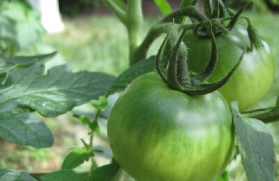 Как ускорить процесс созревания зеленых помидоров