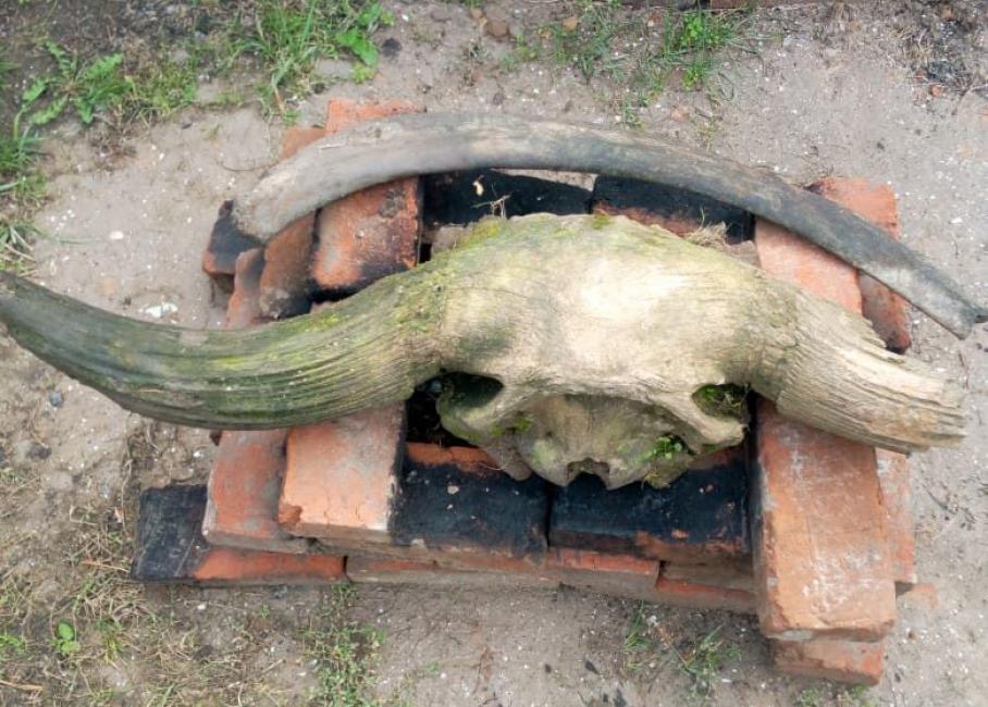 Нашли бизона. В Волге нашли череп бизона. Бизончик найденный в Зарайске.
