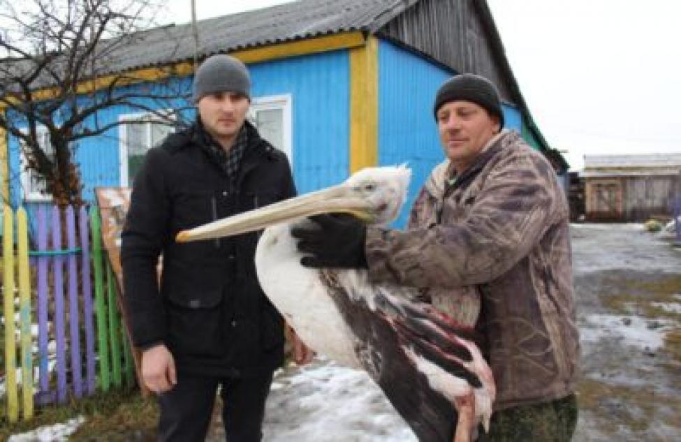 Пеликан со сломанным крылом вызвал ажиотаж в Убинском районе
