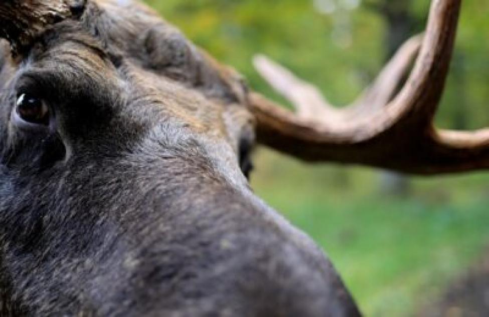 С начала года 48 лосей сбили на трассах Новосибирской области