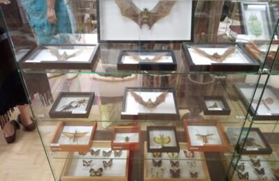 В Кыштовском музее открылась выставка «Летающие цветы тропиков»