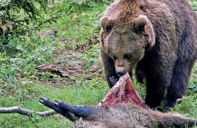 В Убинском районе медведь разорвал свинью с поросятами