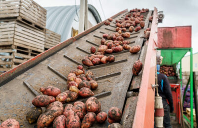 Больше картофеля стали выращивать аграрии региона