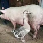 Начальнику полиции по Болотнинскому району хотели дать взятку тушей свиньи и двумя гусями