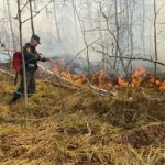 МЧС Новосибирской области информирует: в регионе участились случаи ландшафтных пожаров