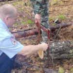 В Ордынском районе инспекторы министерства зафиксировали нарушение — хищение ветровальных деревьев