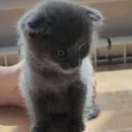 Кыштовские ветеринары спасли очаровательного котёнка «Дымку»