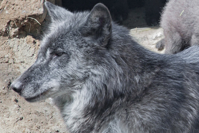 Приём заявлений на охоту на волка в Кыштовском районе начнётся 22 июля