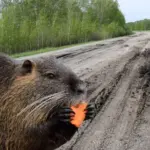 «Бубр курва!» В Новосибирской области нашли главных виновников плохих дорог
