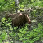 В городскую черту Новосибирска зашёл лось и его тут же сбил автомобиль