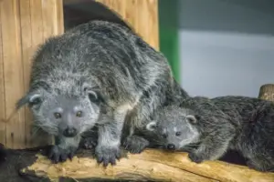 «Кошачьи медведи» в Новосибирском зоопарке впервые дали потомство