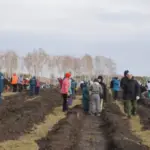 В Новосибирской области весной восстановили 647 га леса