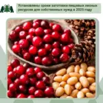 Минприроды региона установило сроки сбора дикоросов