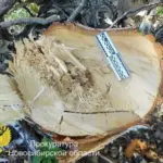 Мужчина из Купинского района осуждён за незаконную рубку деревьев