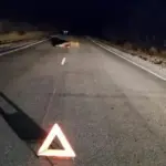 На Чановской трассе водитель сбил самку лося