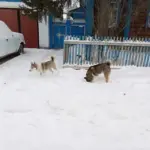 В Кыштовке мальчик получил денежную компенсацию за то что его покусала безнадзорная собака