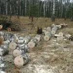 В Госдуме готовится ко второму чтению законопроект, который позволит государственным лесхозам самостоятельно заготавливать спелую древесину