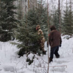 Как заготавливают новогодние ели?