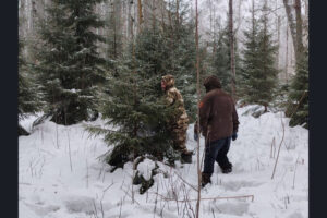 Как заготавливают новогодние ели?