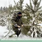 Министерство природных ресурсов и экологии региона предупреждает о последствиях незаконной вырубки елей и сосен