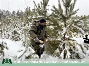 Министерство природных ресурсов и экологии региона предупреждает о последствиях незаконной вырубки елей и сосен