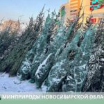 В Новосибирске начали работать официальные ёлочные базары.