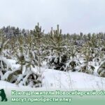 Как можно приобрести новогоднюю ёлку