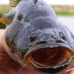 Ротан из Новосибирской области уезжает в Китай