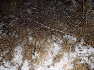 В Кыштовском районе осудят браконьера, застрелившего двух лосих