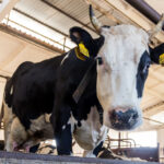 Первые пункты помощи новосибирцам развернуты в районах изъятия скота