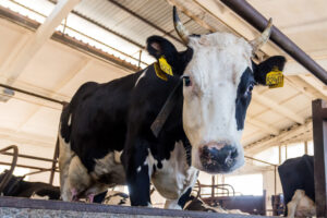 Компенсации за утерянный скот и региональные выплаты социальной помощи жителям региона, пострадавшим в результате изъятия животных, в марте предоставлены в полном объеме