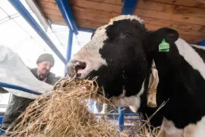 Правительство Новосибирской области утвердило пакет выплат за утрату скота