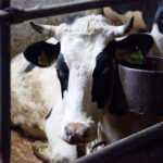 Онищенко пояснил необходимость уничтожения скота в НСО при заражении