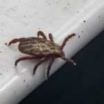 Клещи стали меньше кусать жителей Новосибирской области в апреле-2026