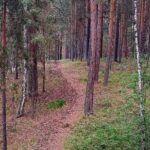 Правила поведения в лесу для безопасного отдыха