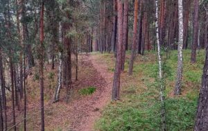 Правила поведения в лесу для безопасного отдыха