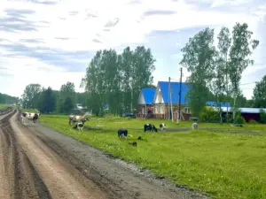 В Кыштовском сельсовете обсудили проблему бродячего скота: жители и администрация ищут решение